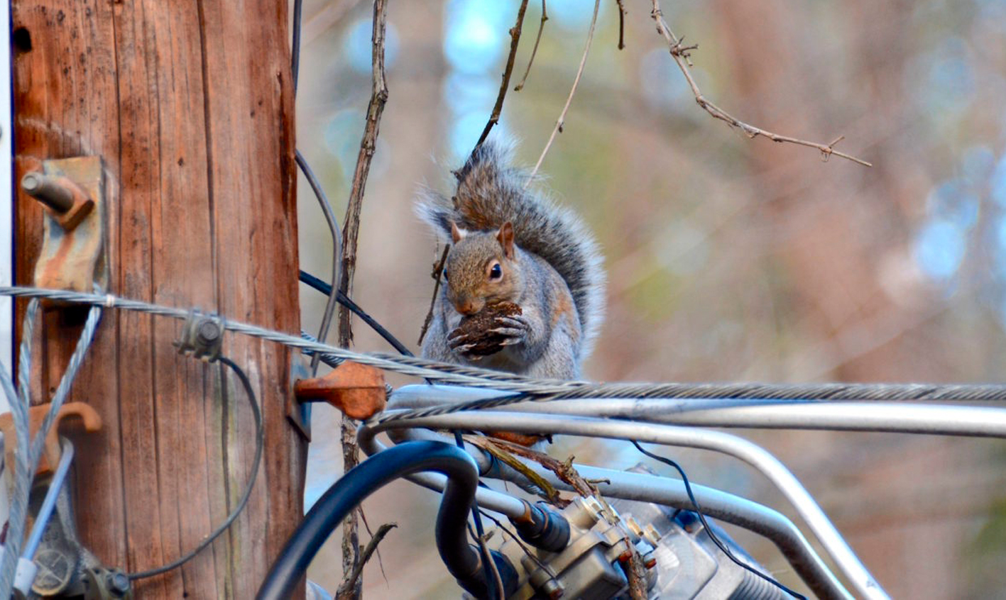 proteger una subestación eléctrica de fauna salvaje