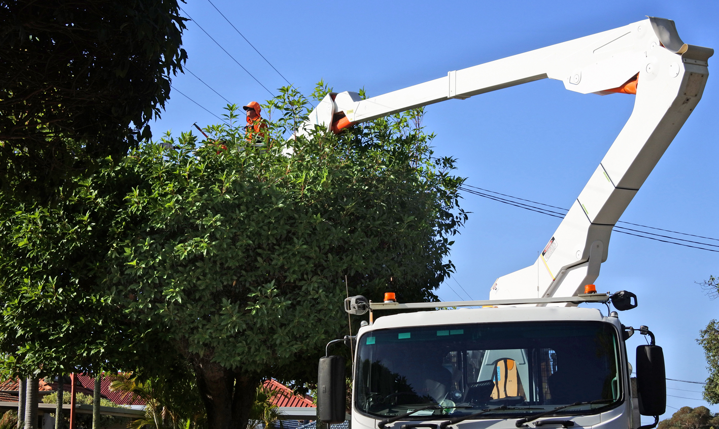 manejo de vegetación en sistemas de distribución eléctrica