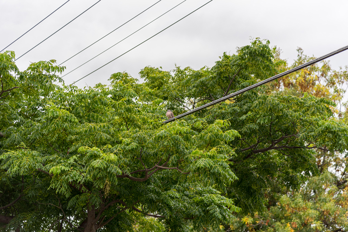 manejo de vegetación en sistemas de distribución eléctrica