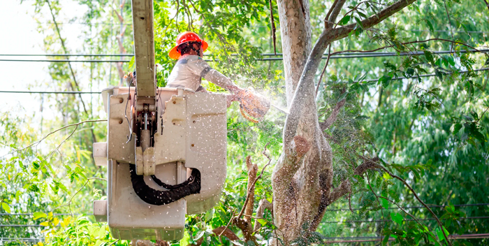 manejo de vegetación en sistemas de distribución eléctrica